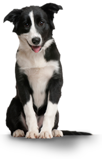 Bayside Animal Medical Center Dog Photo