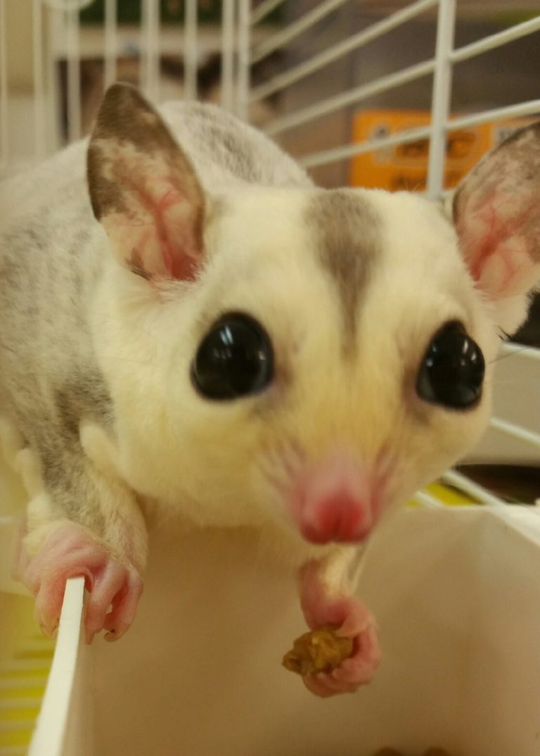 Sugar Glider | Bayside Animal Medical Center