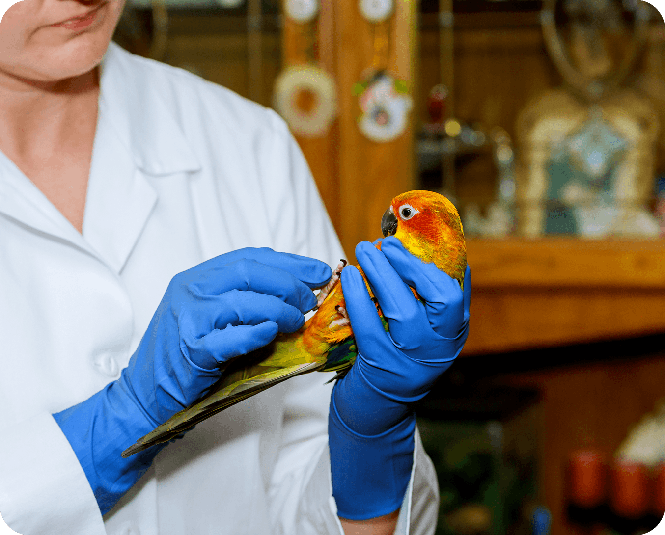 Vet checks parrot's feathers