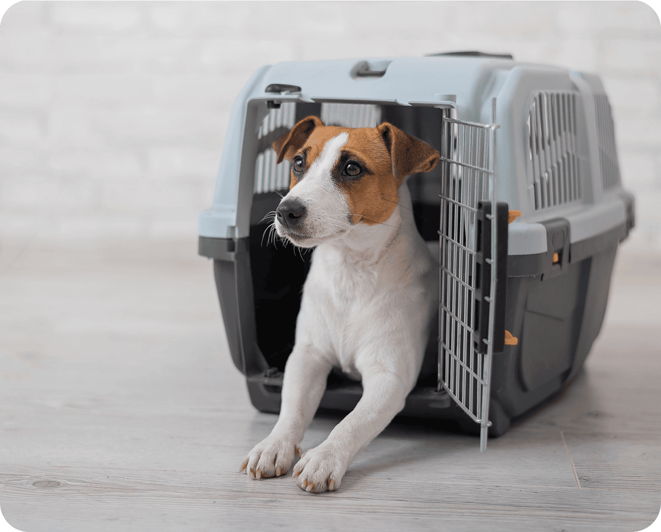 Dog in a pet carrier