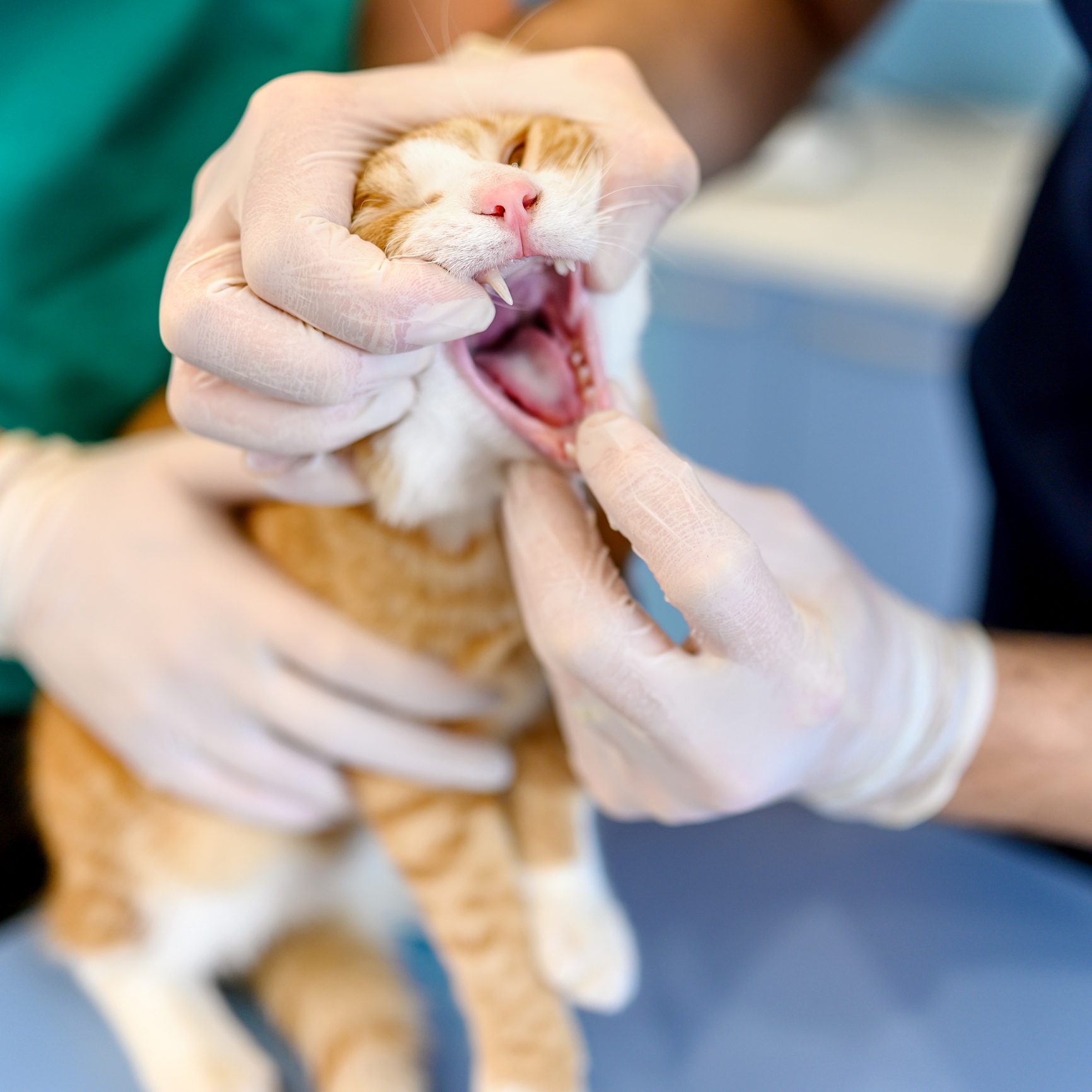 Vet examining cat's teeth