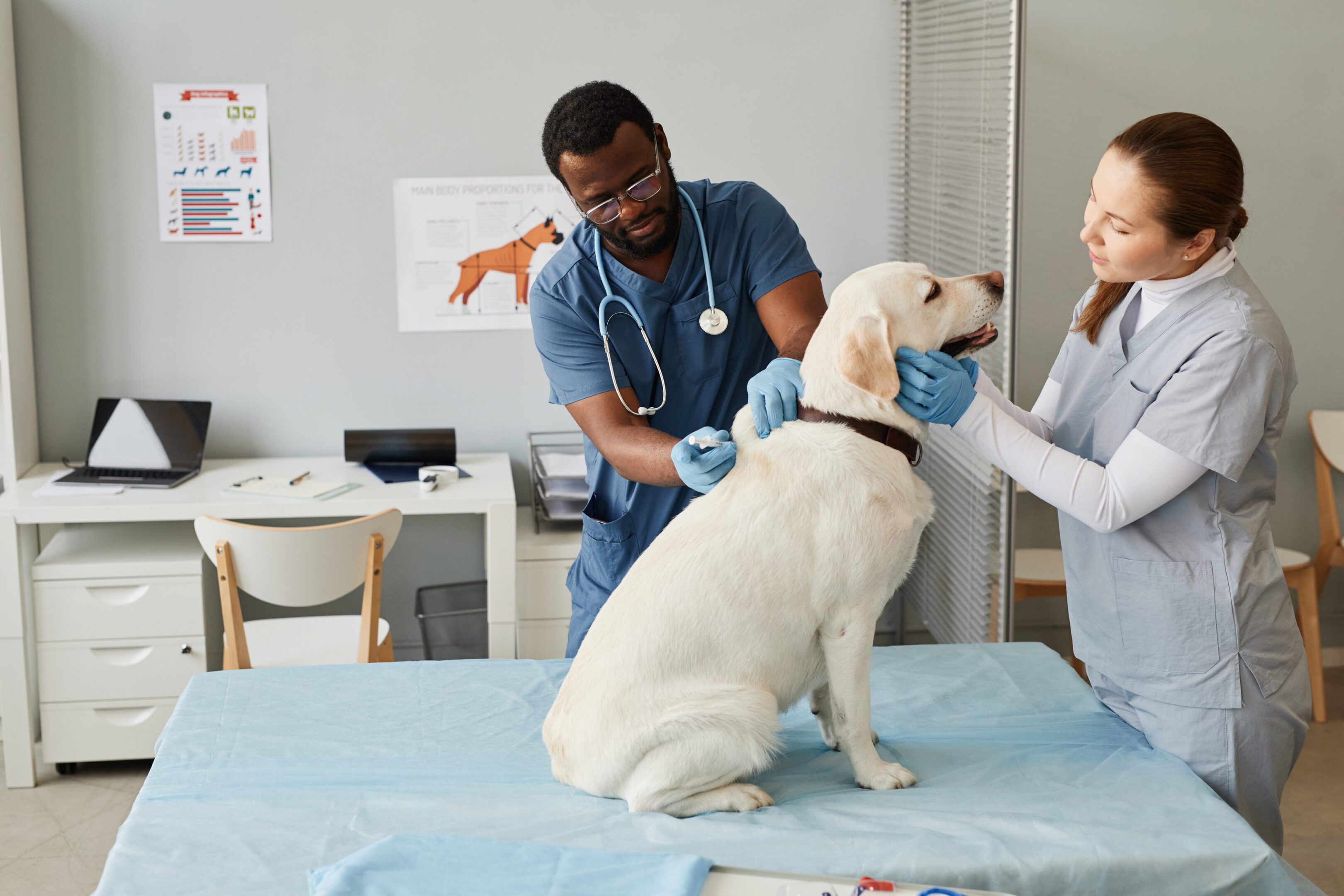 Veterinarians examining a dog in clinic