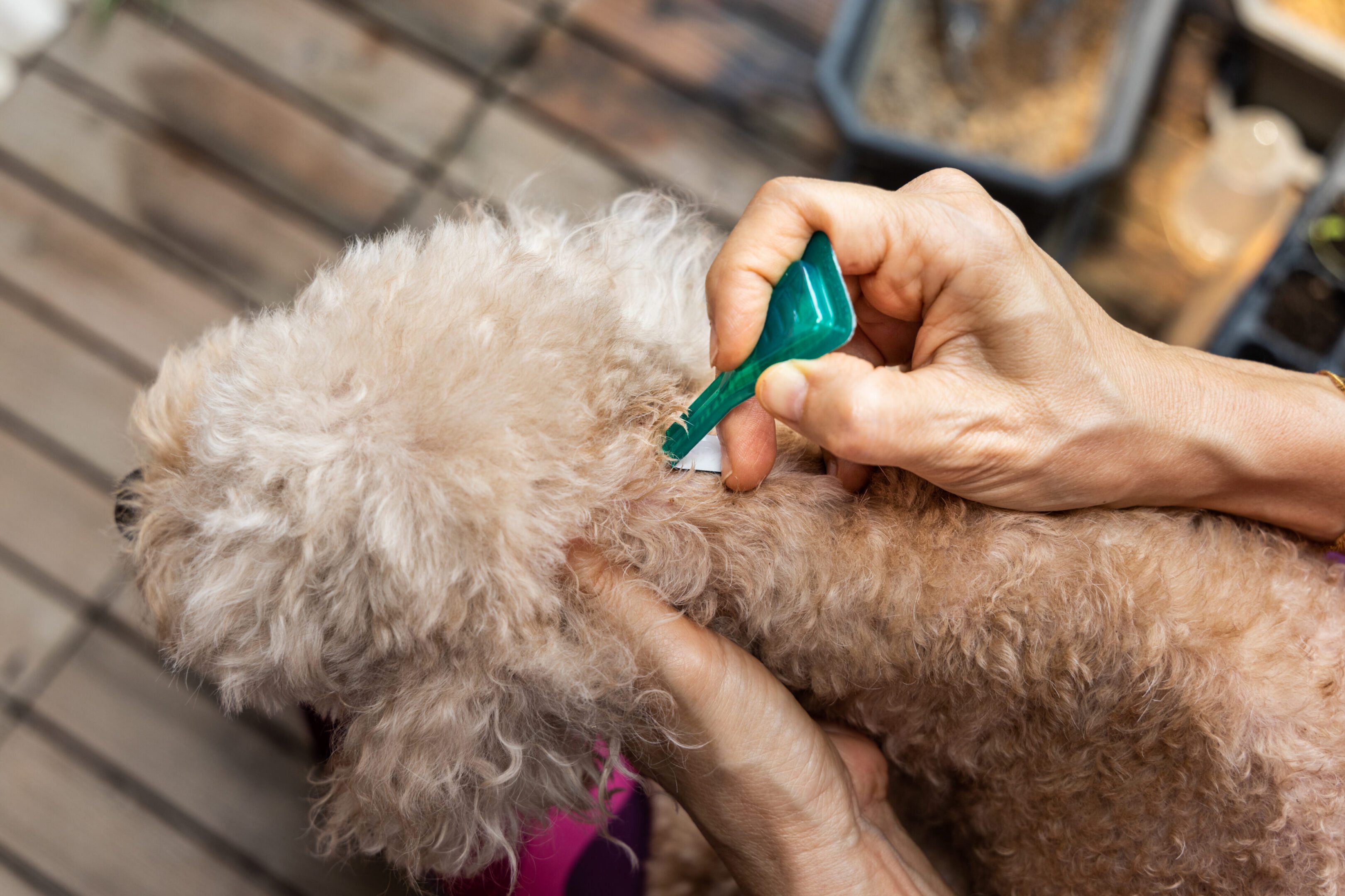 Applying flea treatment to small dog