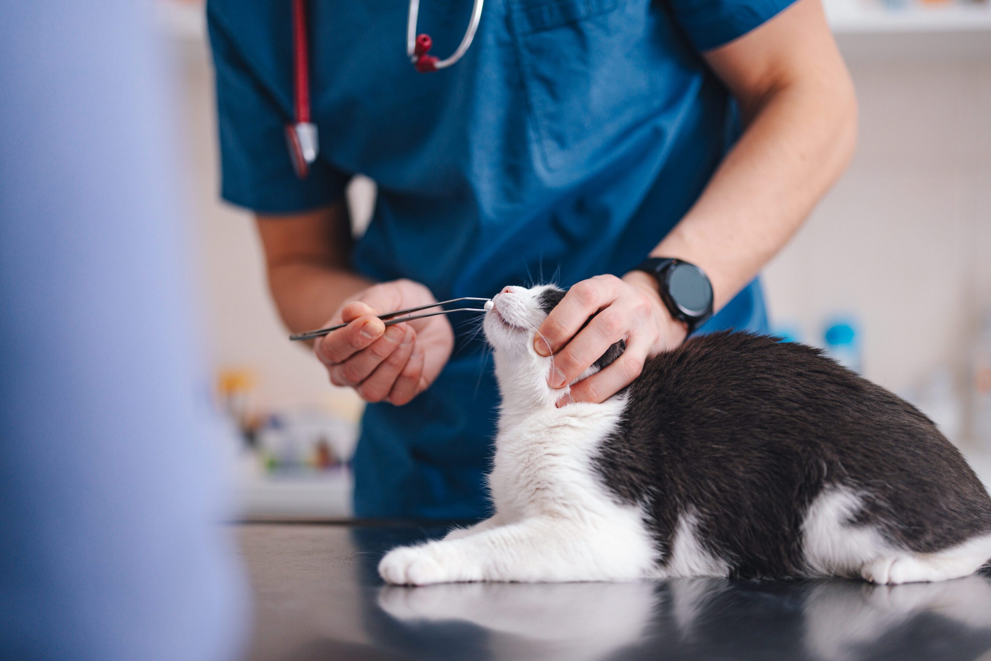 Veterinarian checking a cat's mouth