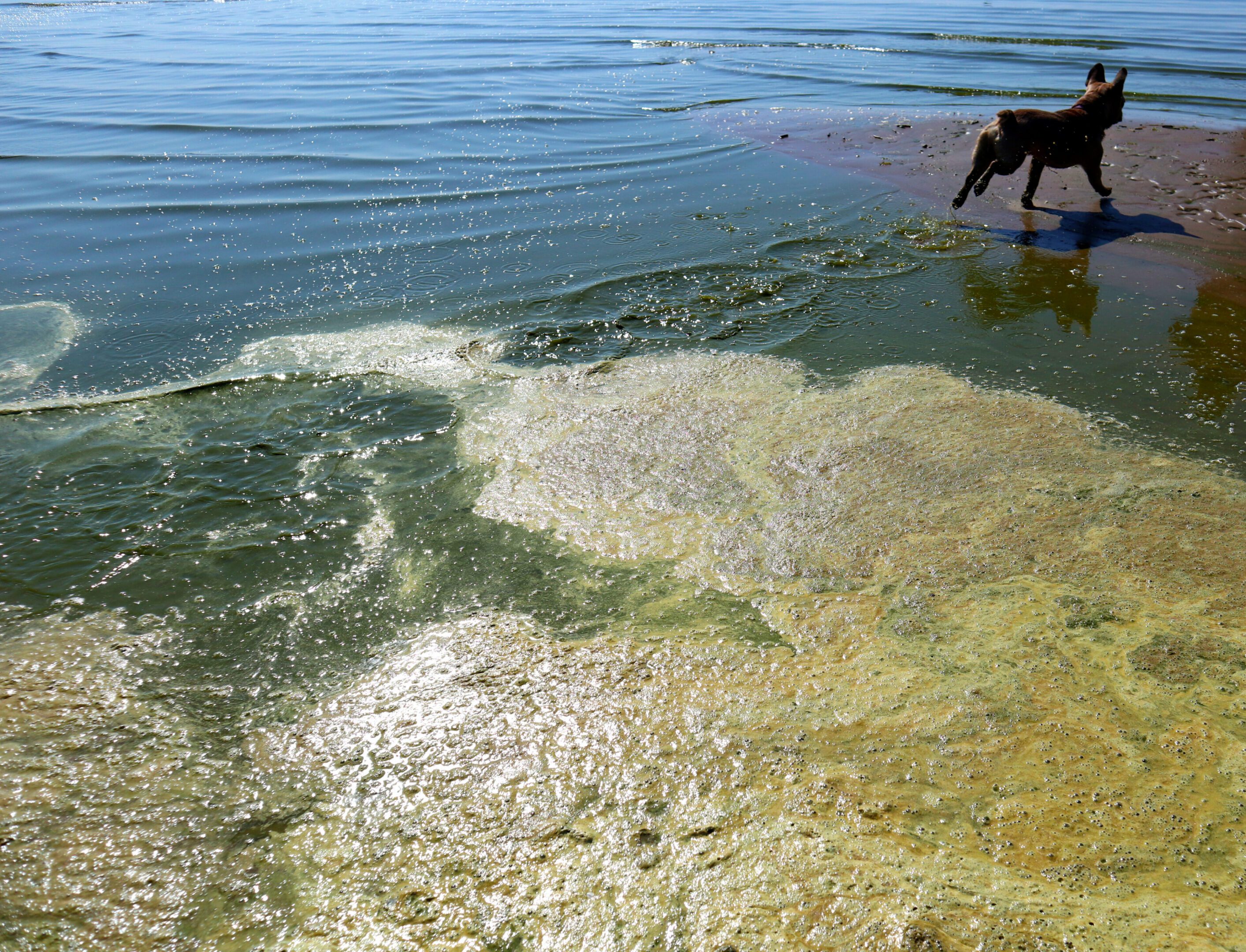 Dog walking by algae-filled water
