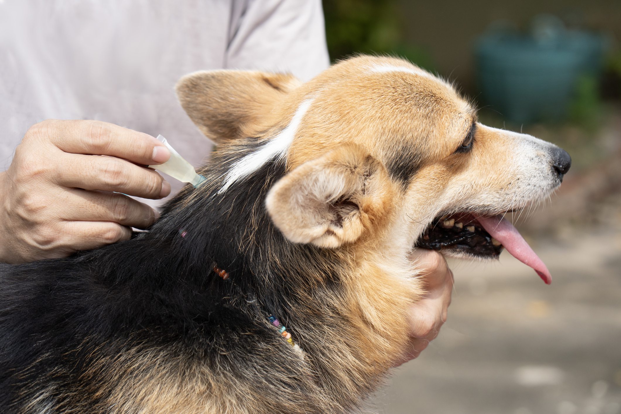 Dog receiving flea treatment on neck