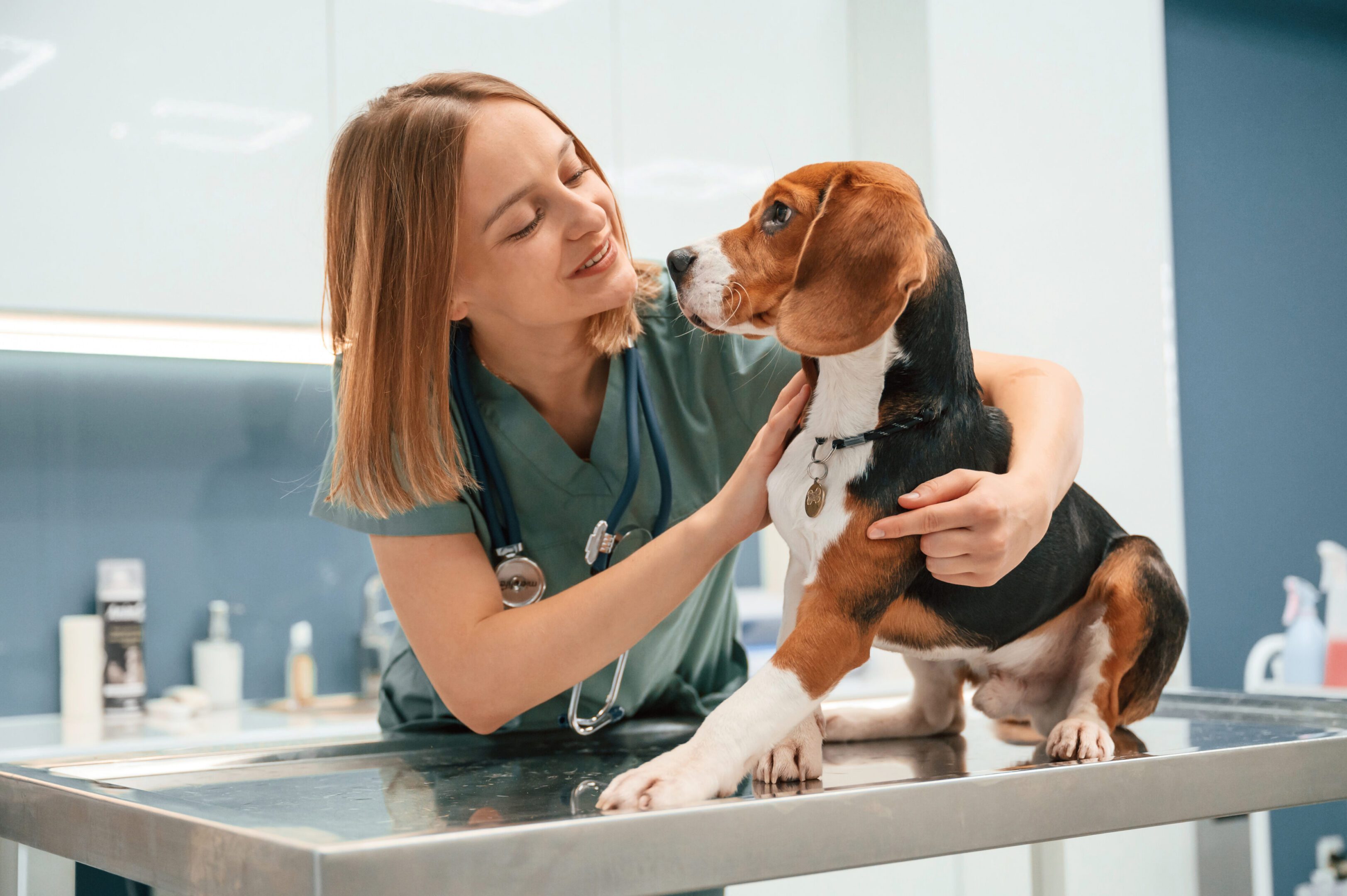 Vet caring for a beagle