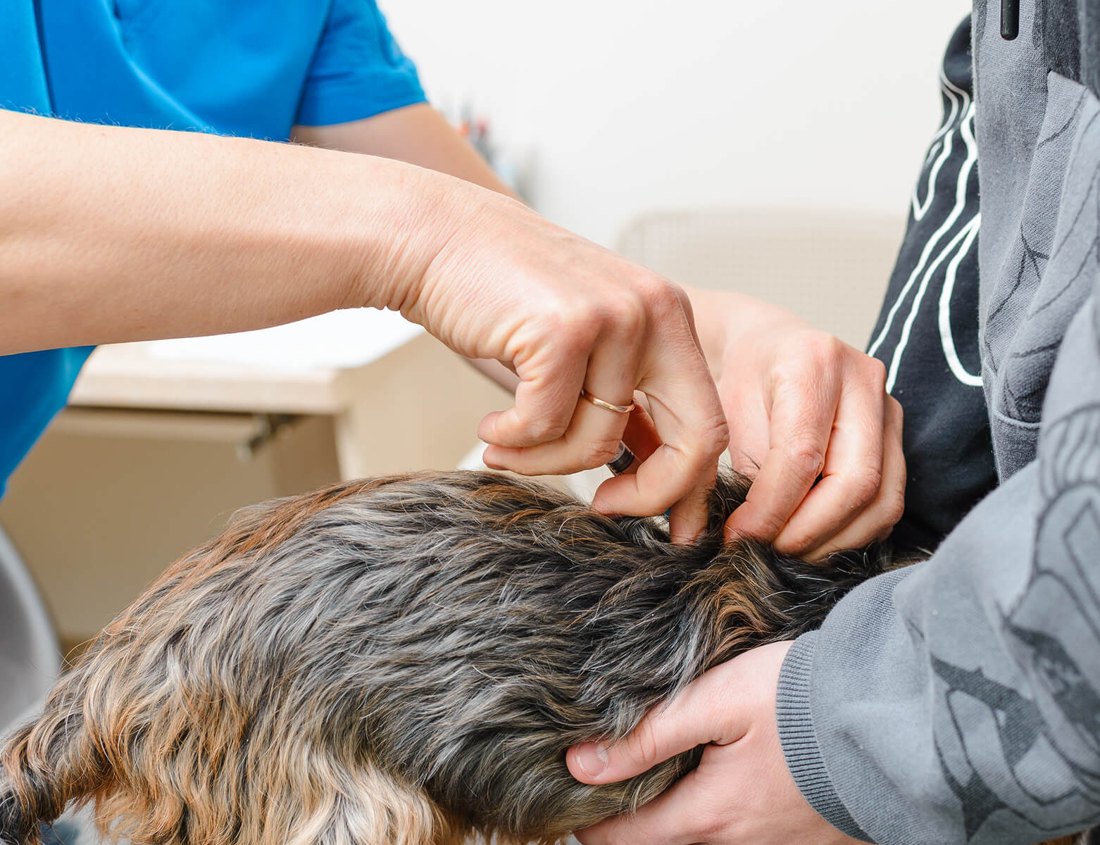 Vet giving shot to a small dog
