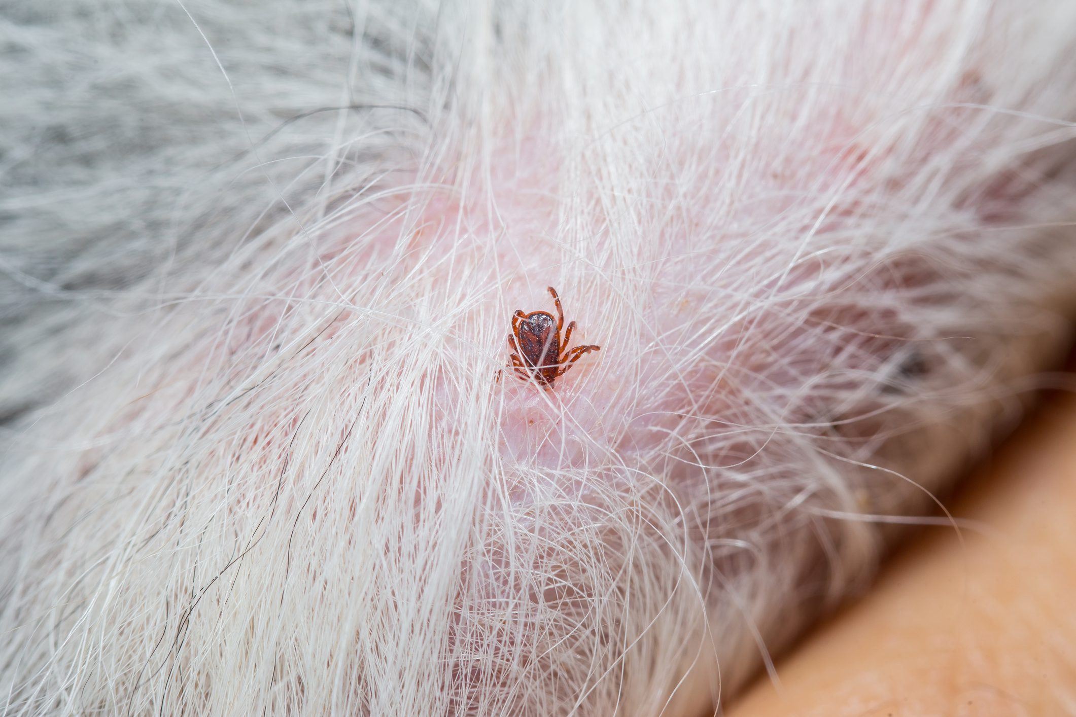 Small tick on pet's skin
