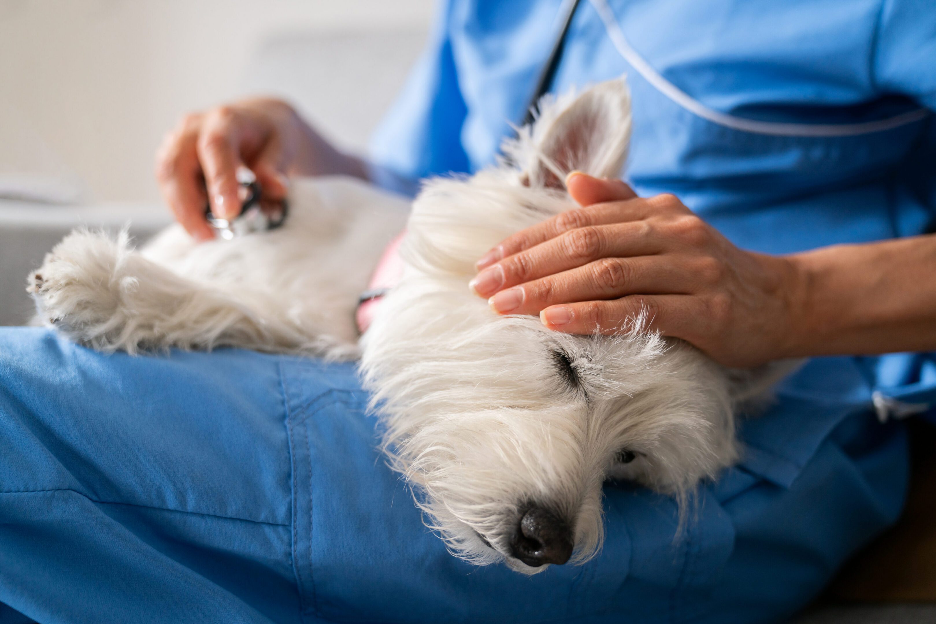 Veterinarian comforting small white dog