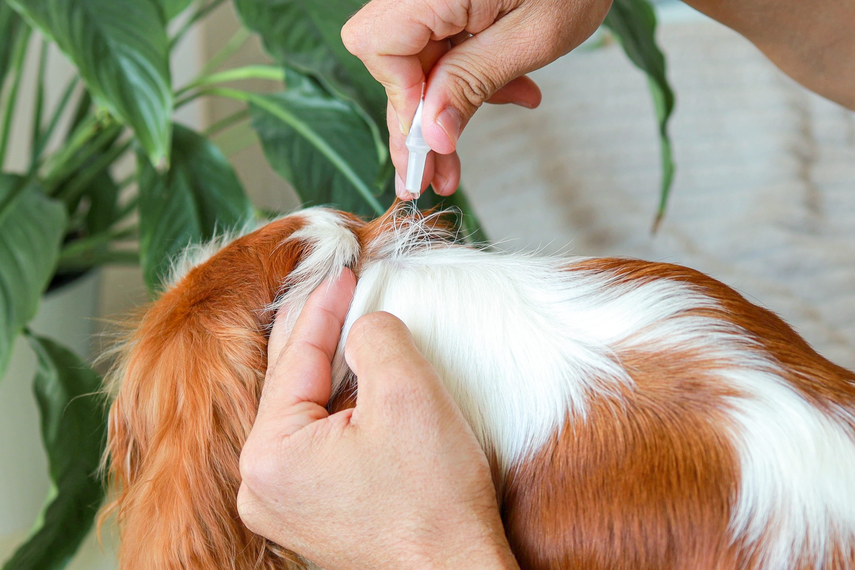 Applying flea treatment to a dog