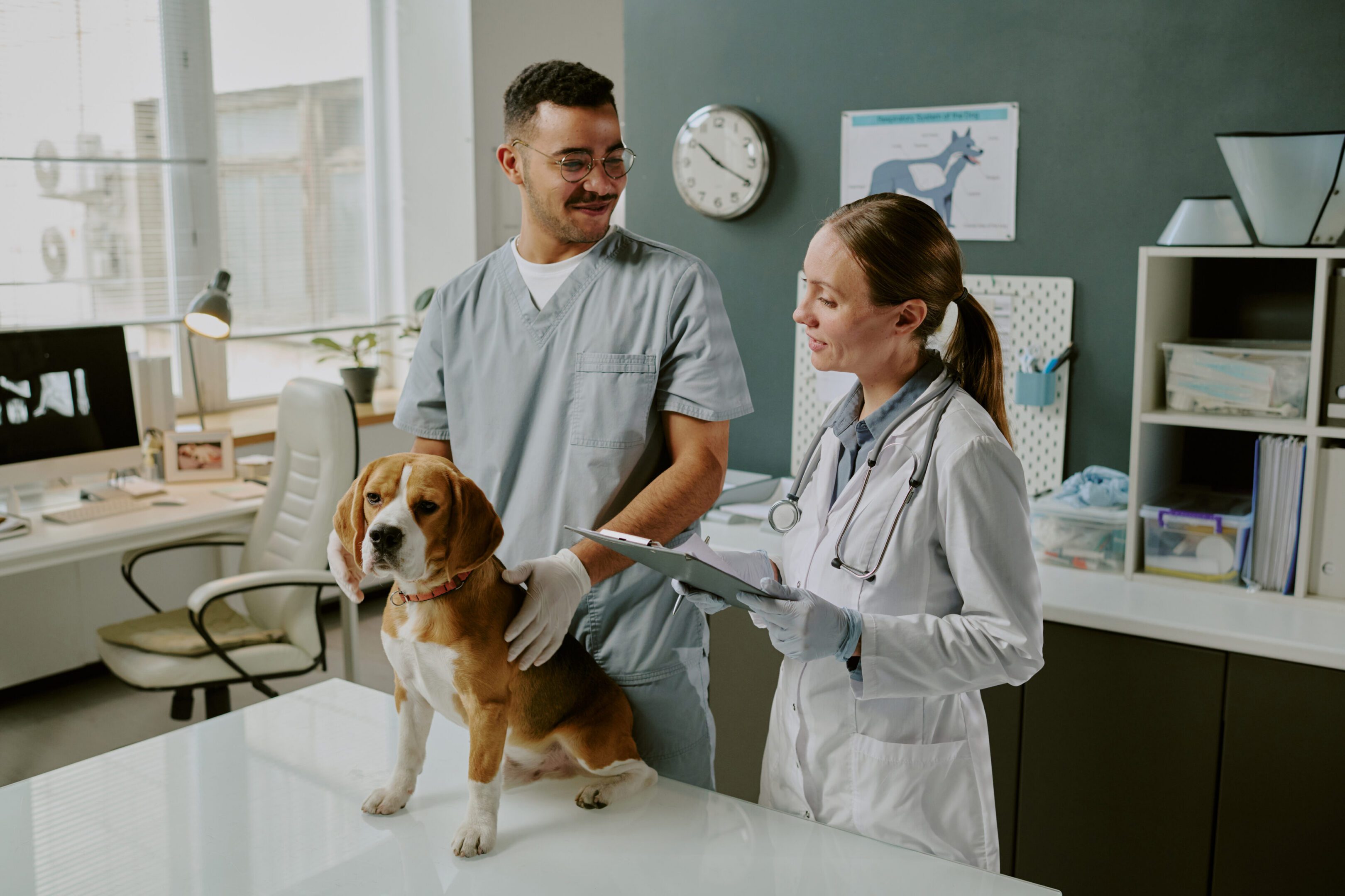 Beagle on examination table with vets