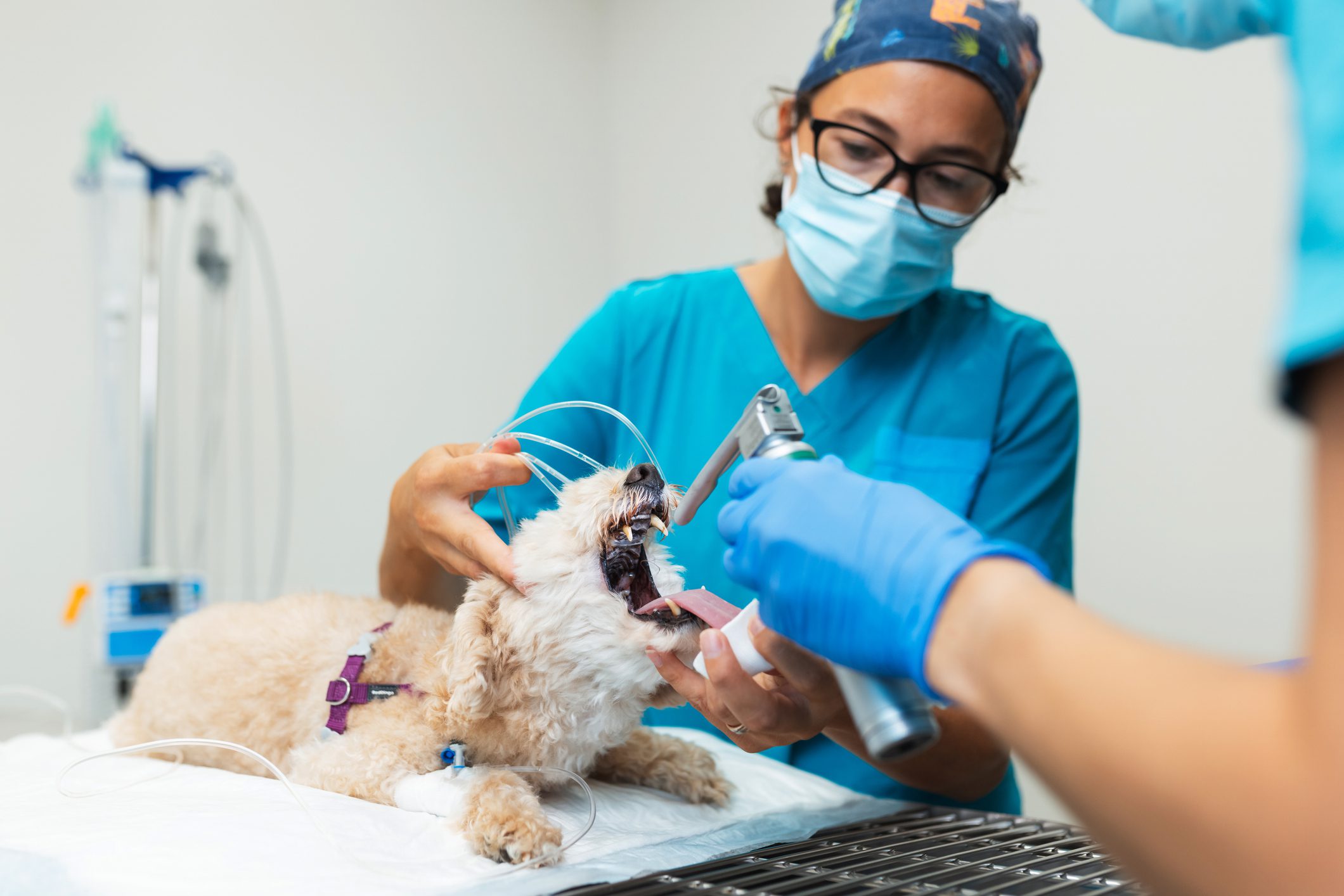 Vet cleaning dog's teeth during surgery