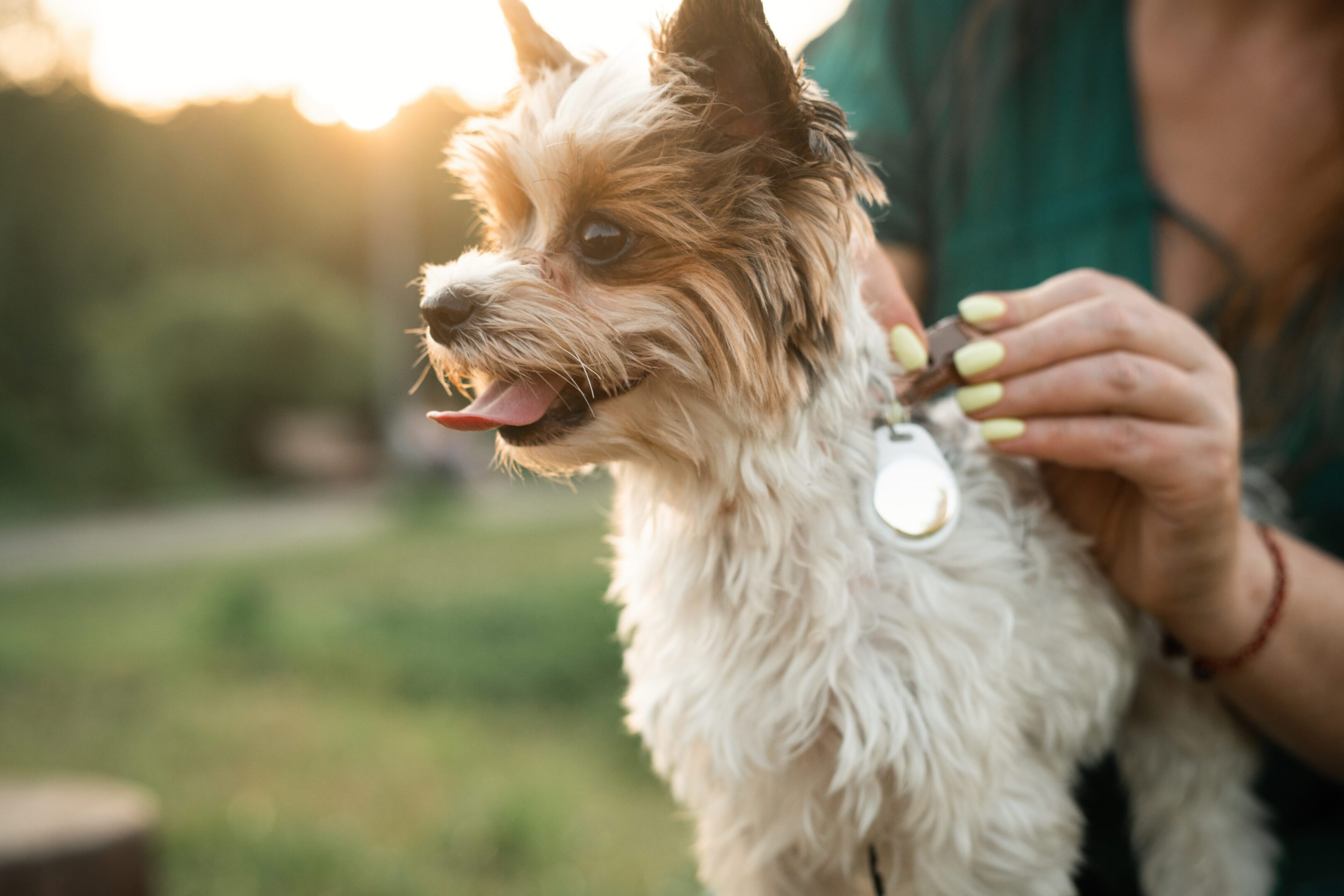 Cute dog enjoying a sunny day