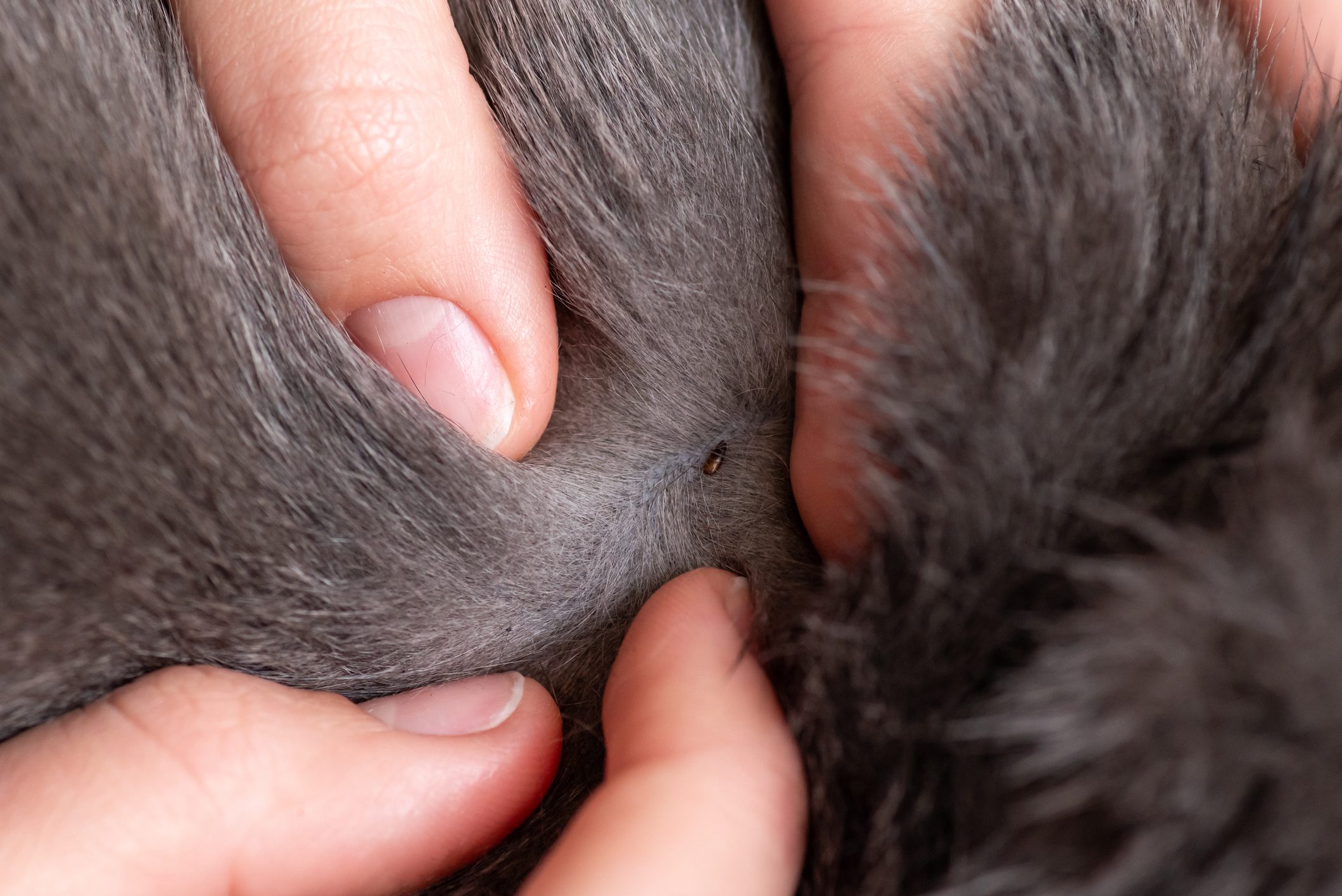 Fingers parting fur to reveal flea.