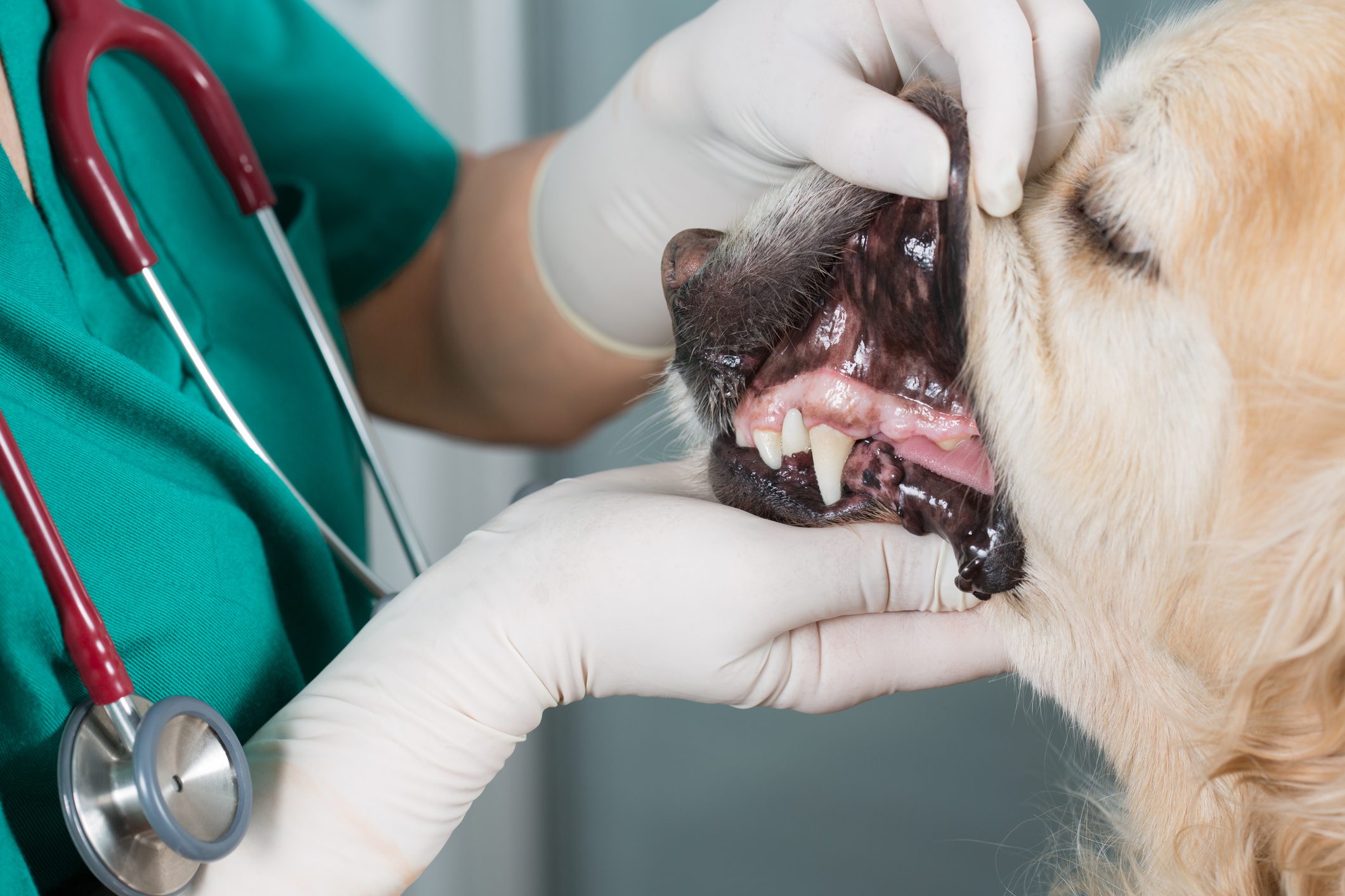 Dog dental checkup at clinic
