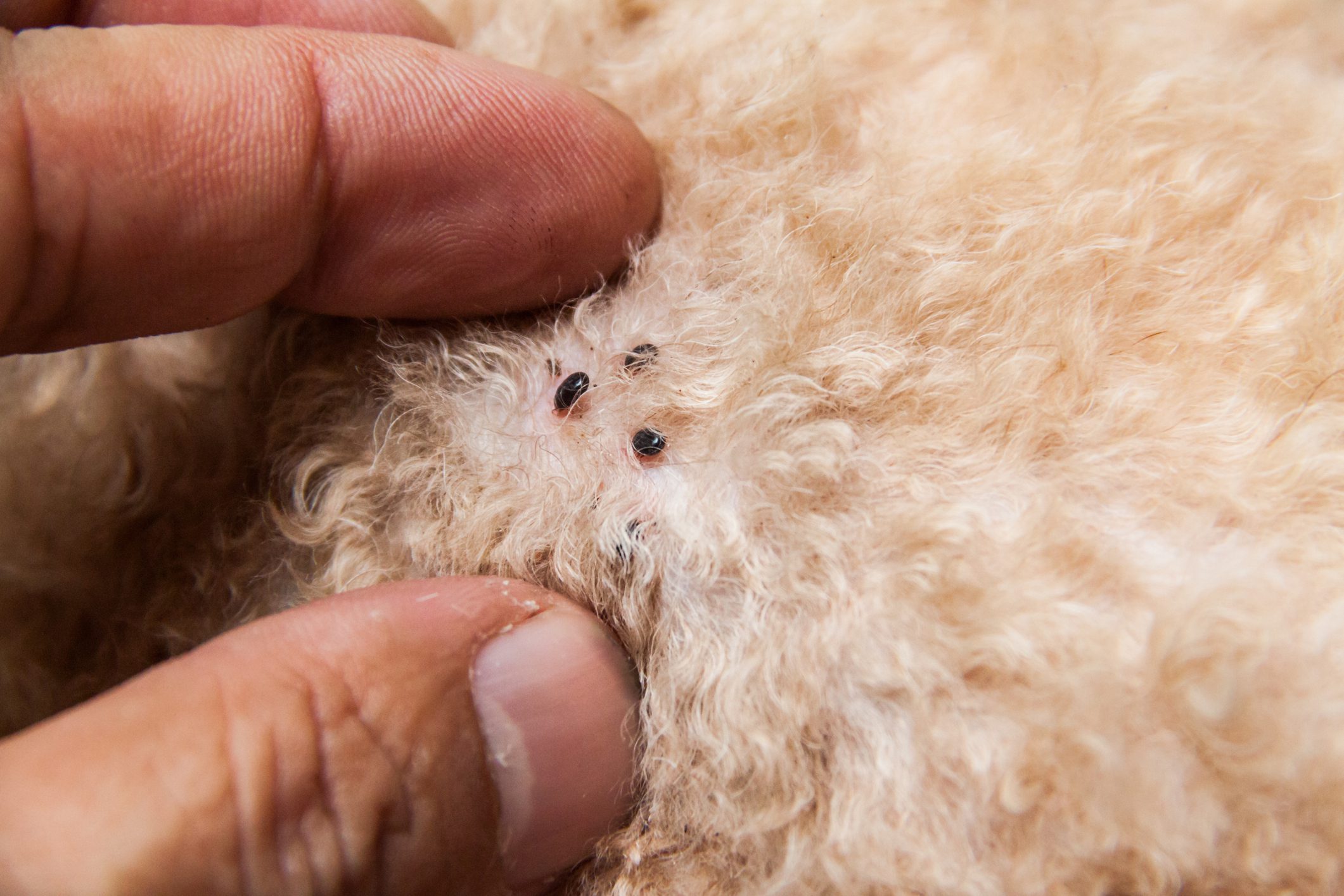 Dog fur with visible fleas