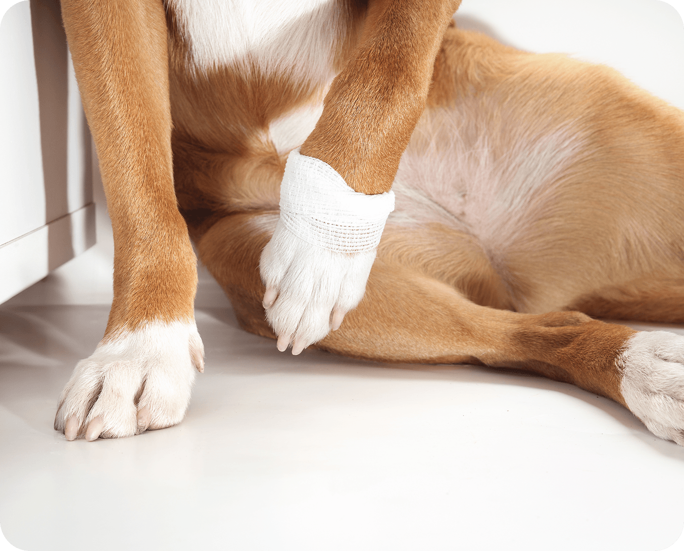 Dog with bandaged paw resting indoors
