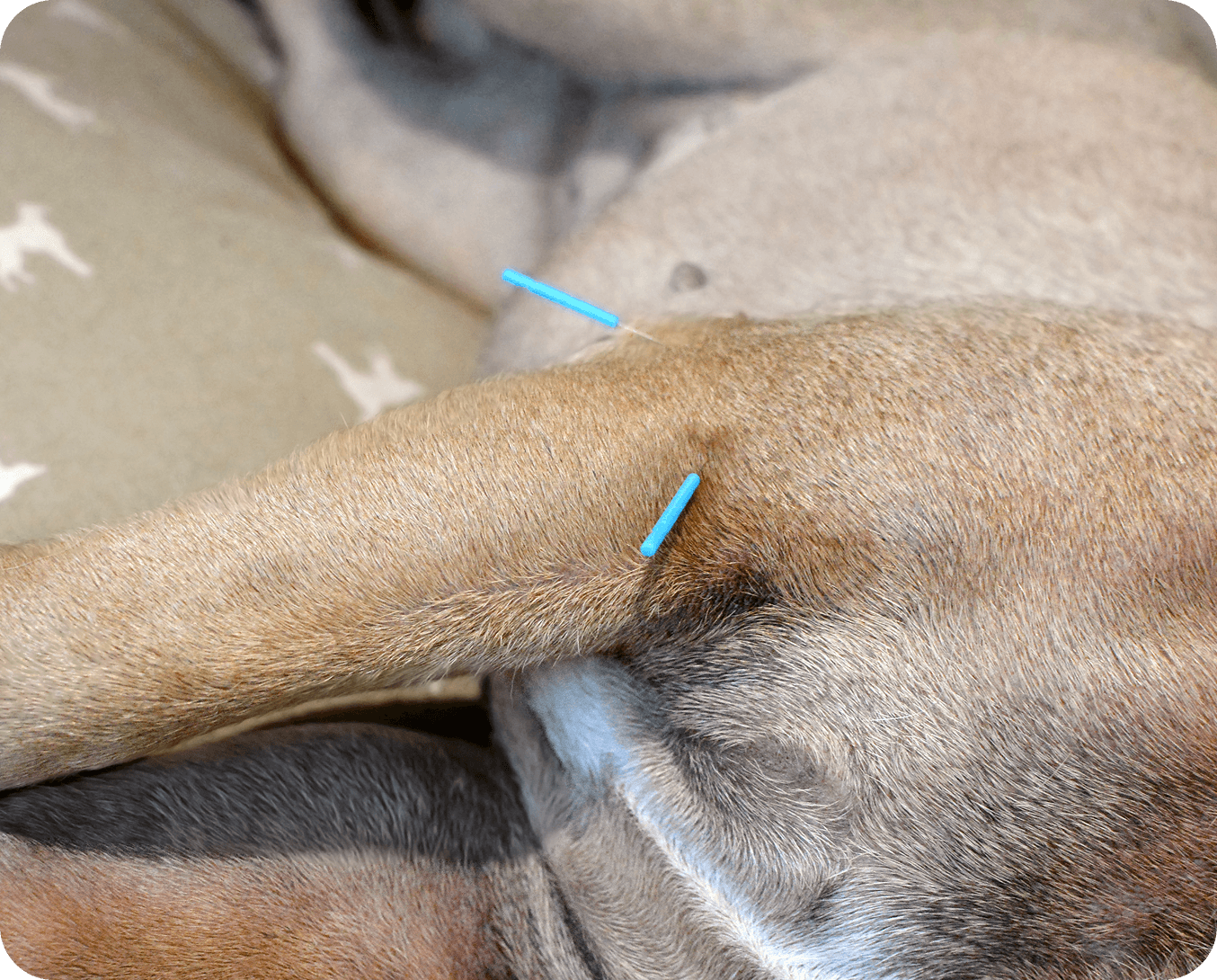 Canine acupuncture therapy session