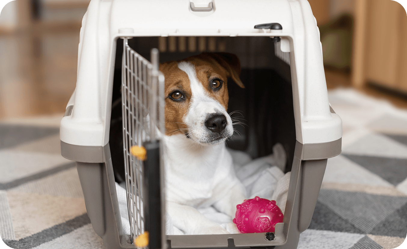 Dog in crate with pink toy