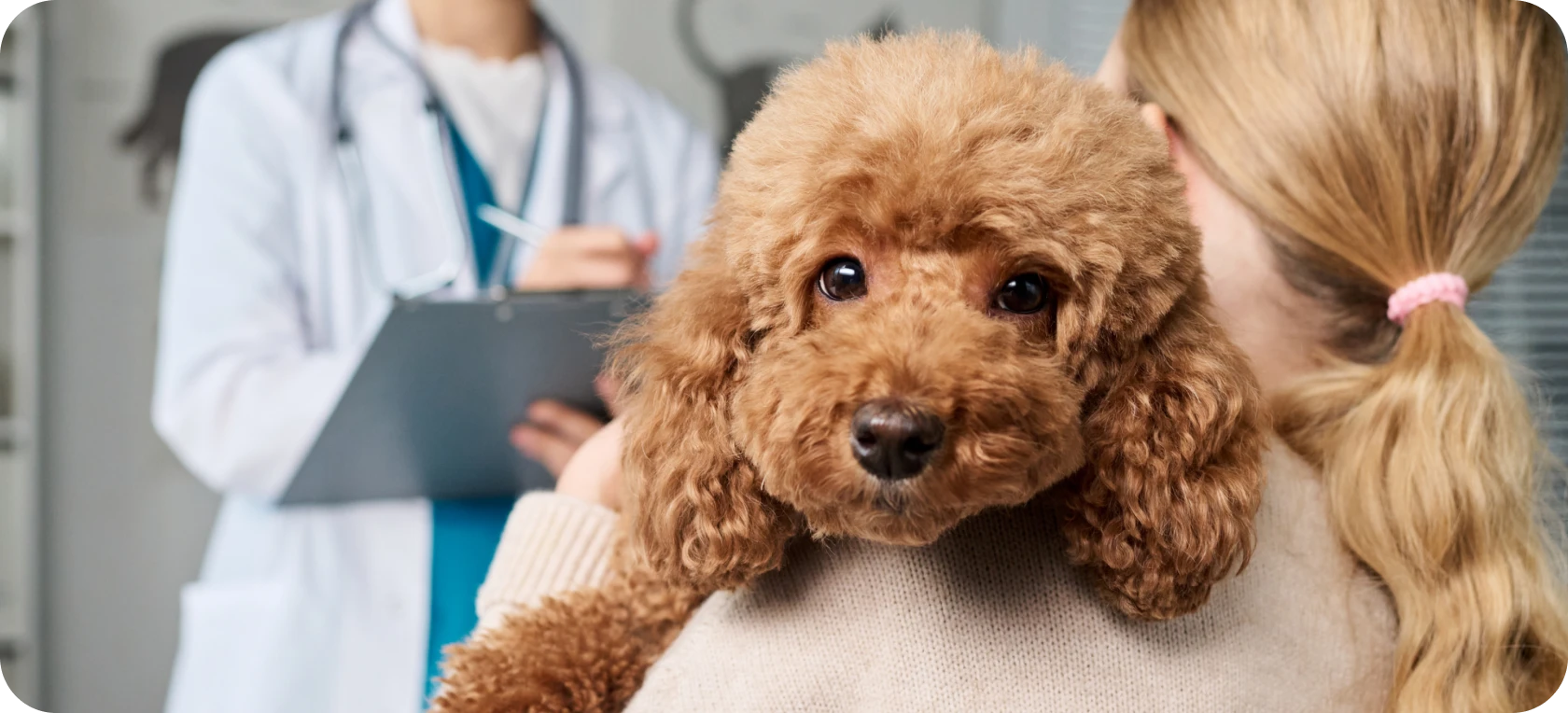 Dog at vet clinic with owner