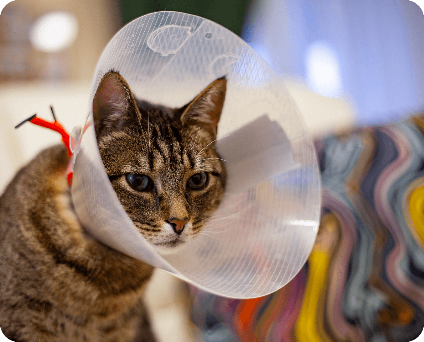 Tabby cat in protective cone