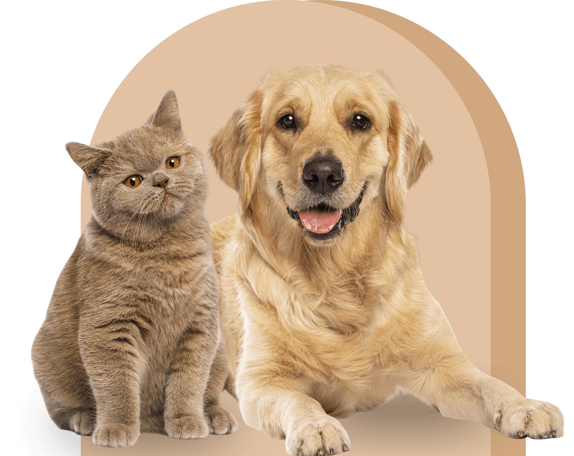 Cat and dog posing together happily
