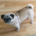 Pug standing on wooden floor