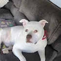 Dog with pink bandana on sofa
