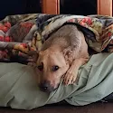 Dog lying comfortably under covers