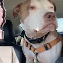 Dog looking out car window