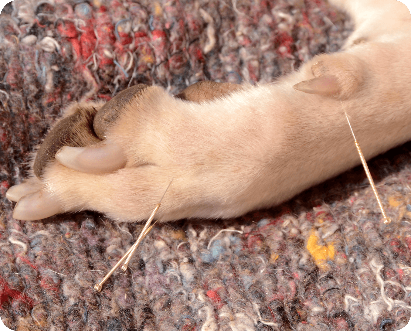 Cat paw acupuncture on cozy blanket