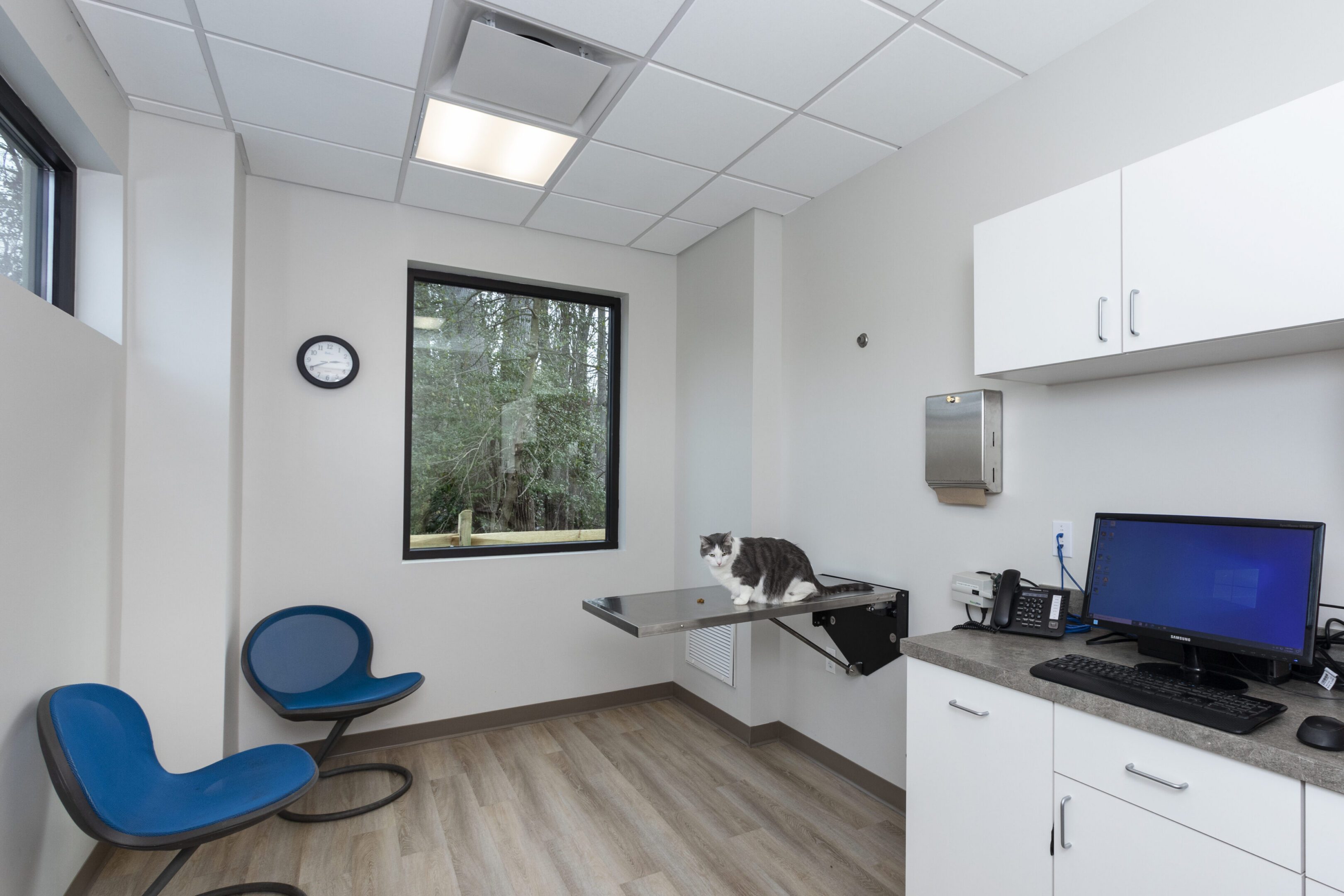 Modern vet clinic interior with cat