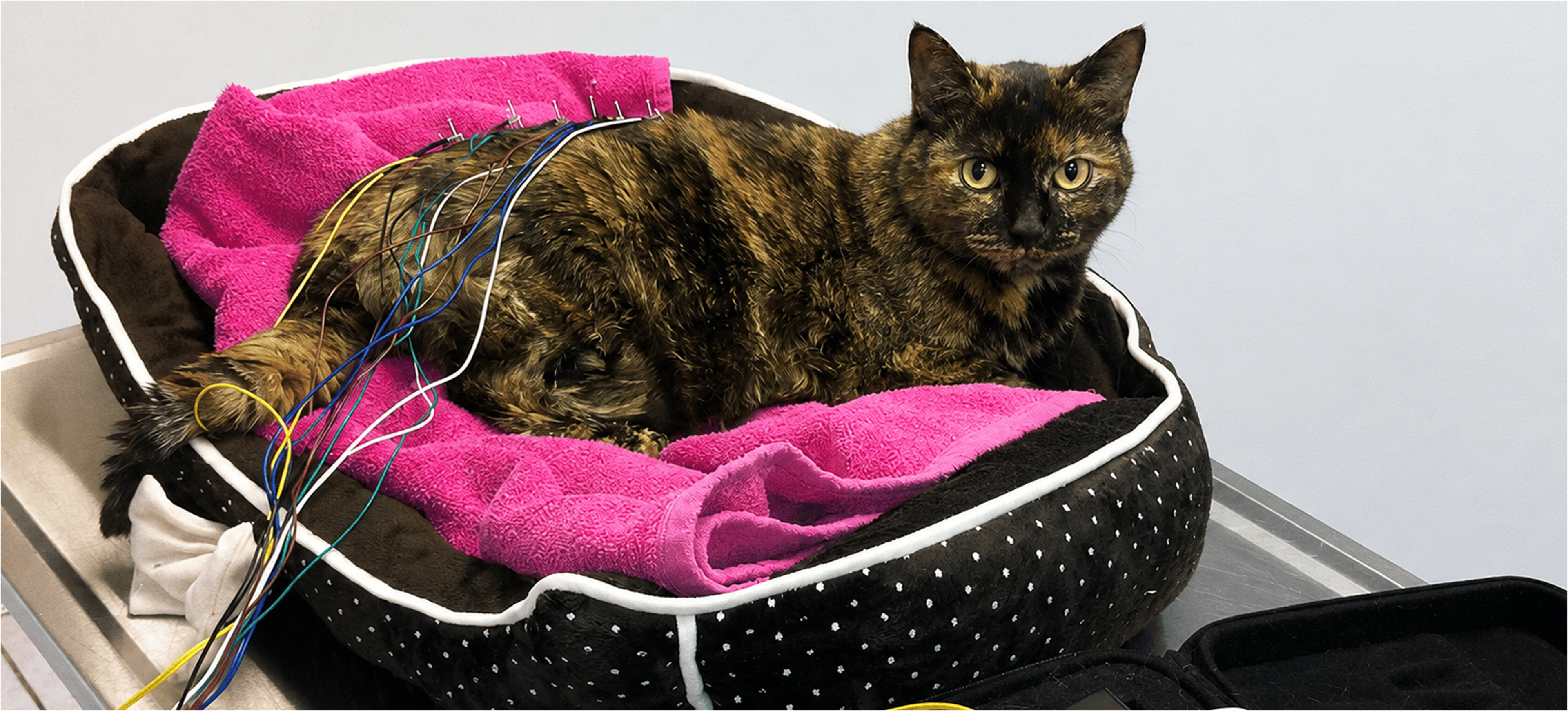 Tortoiseshell cat on pink blanket in bed