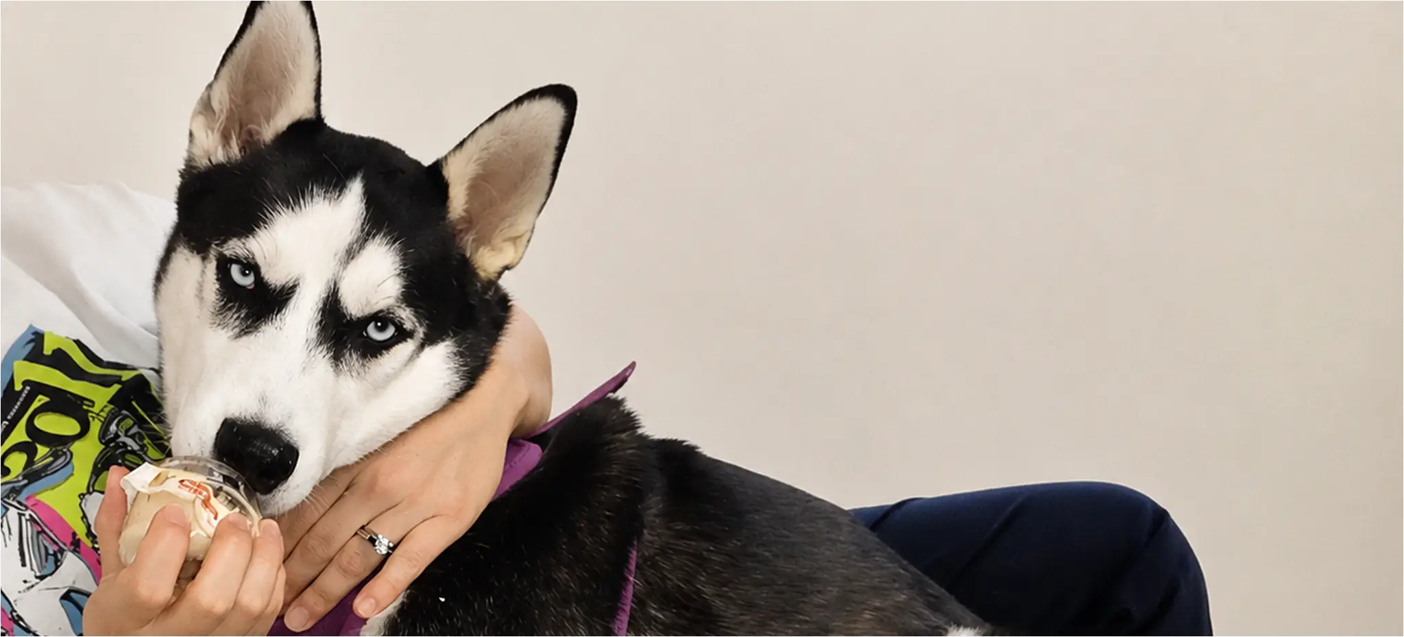 Husky eating ice cream with human