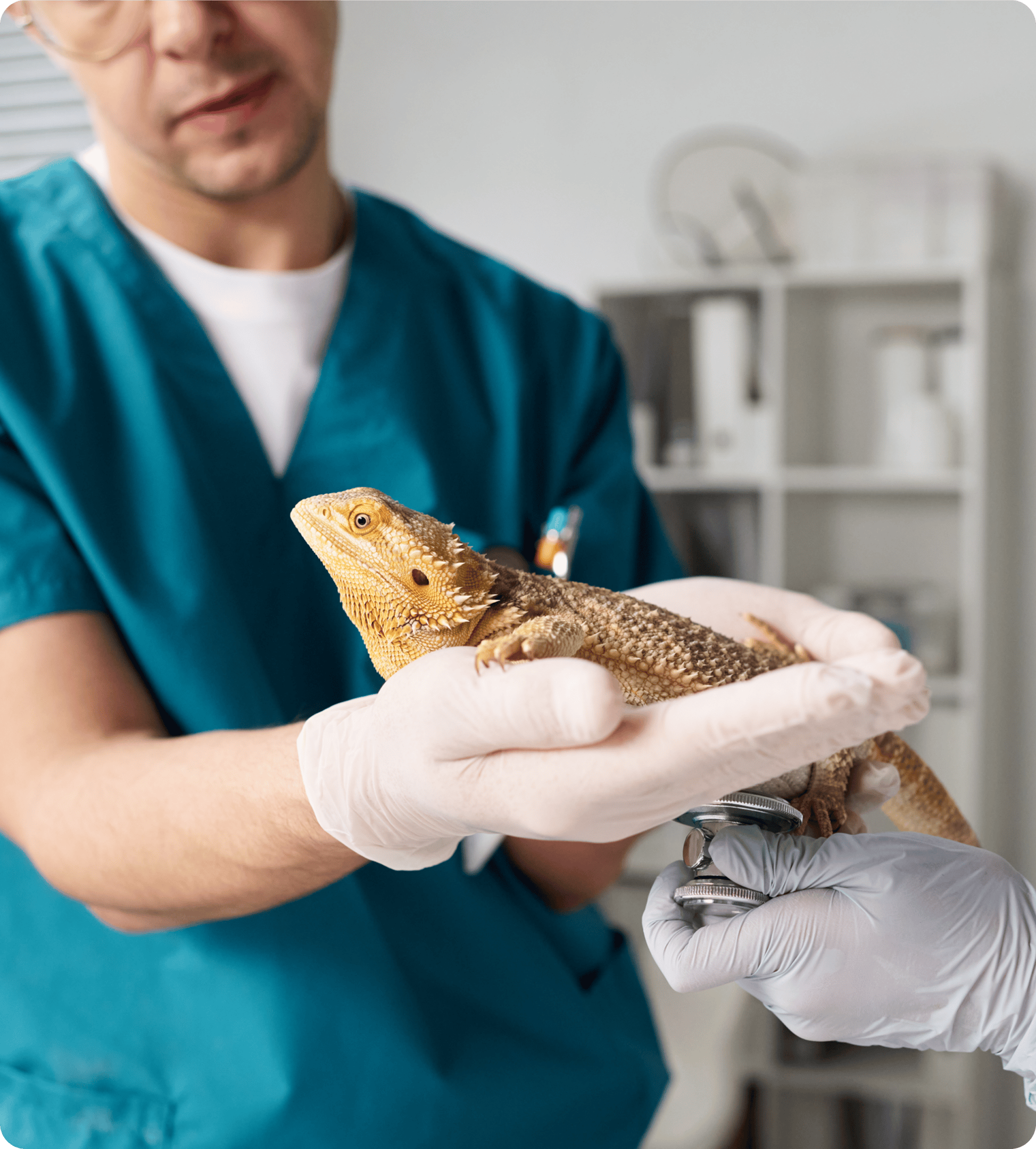 Veterinarian examining a bearded dragon lizard.