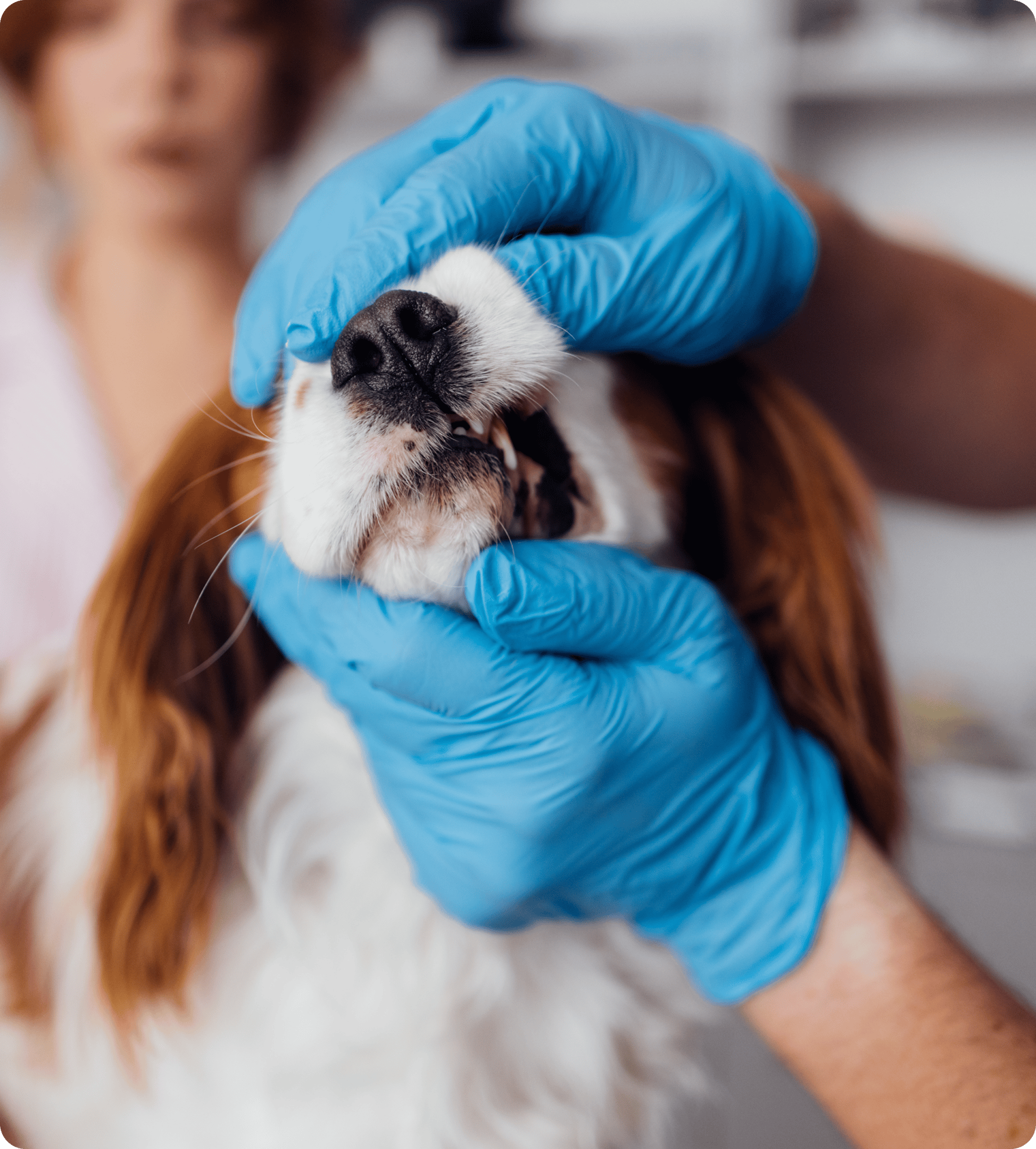 Dog's mouth examined by gloved hands.