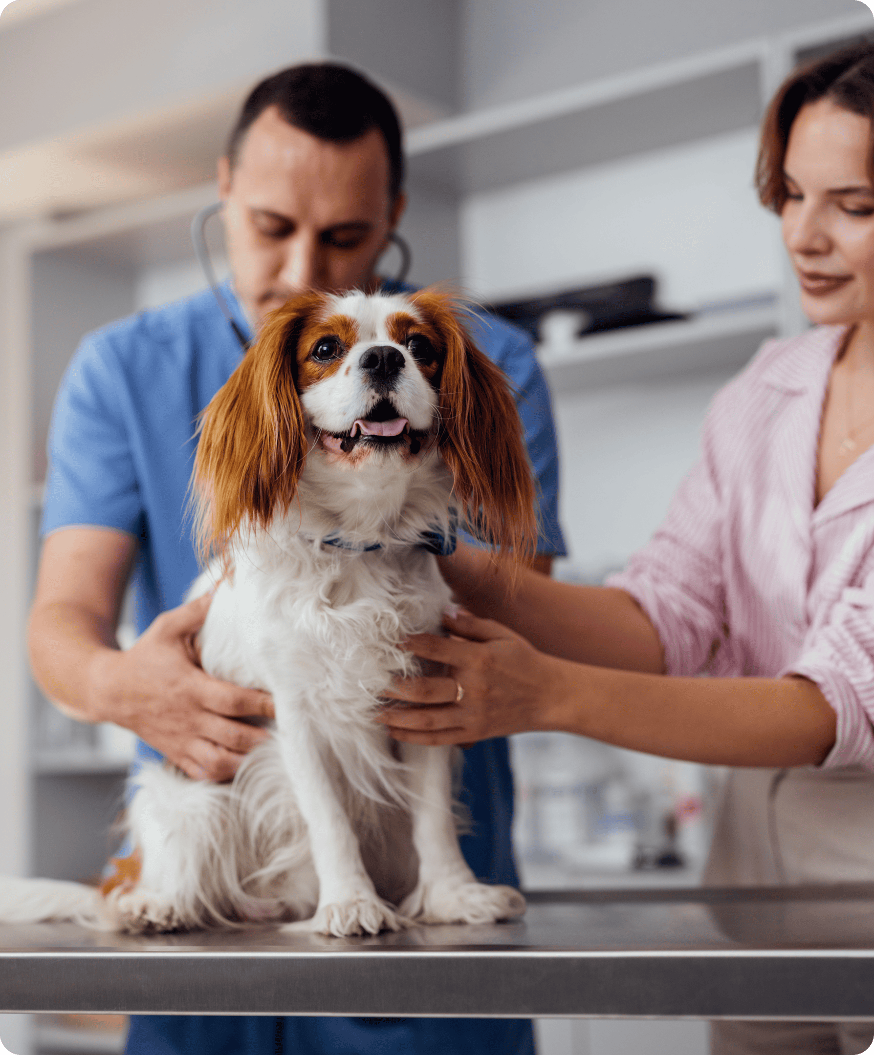 Dog being examined by a veterinarian.