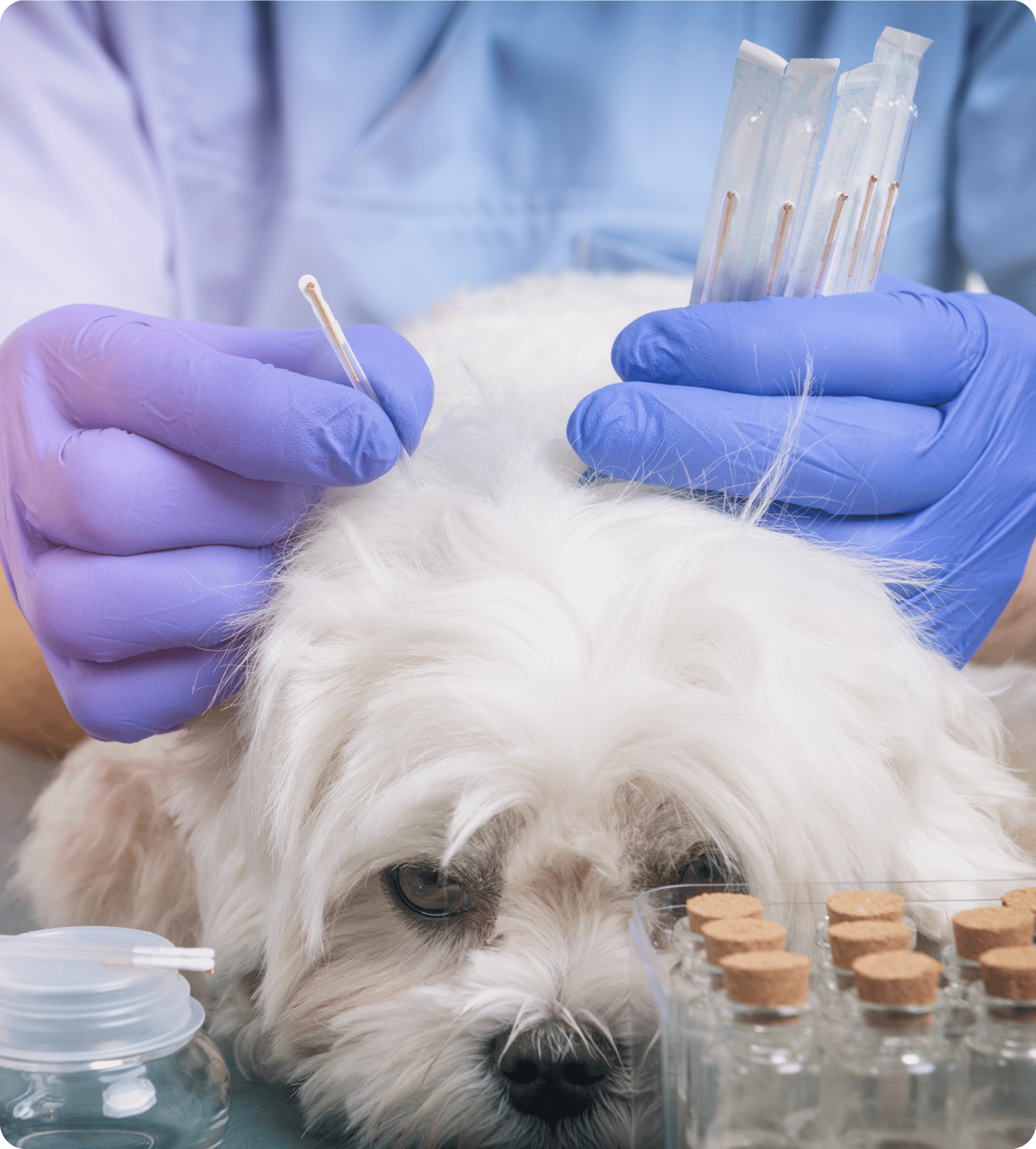 Dog receiving acupuncture treatment by veterinarian.