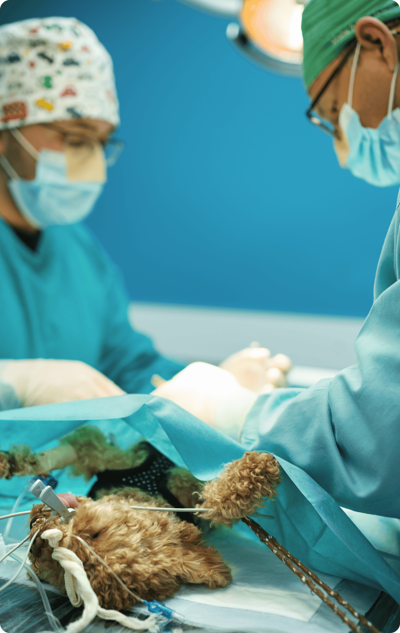 Veterinarians performing surgery on a dog.