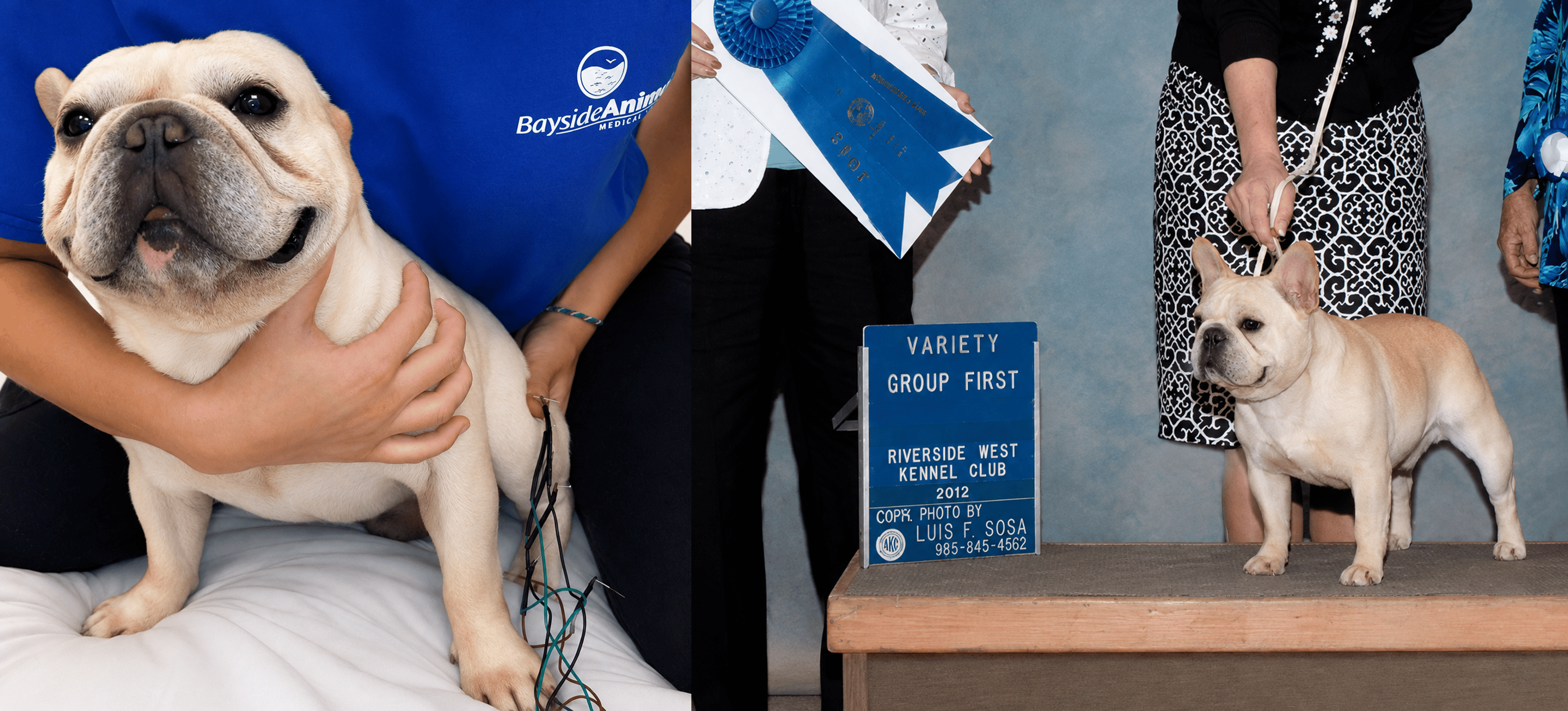 French Bulldog with handler