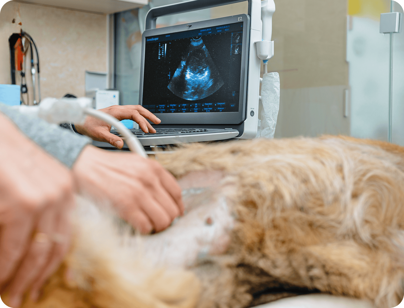 Dog undergoing ultrasound examination at veterinary clinic.
