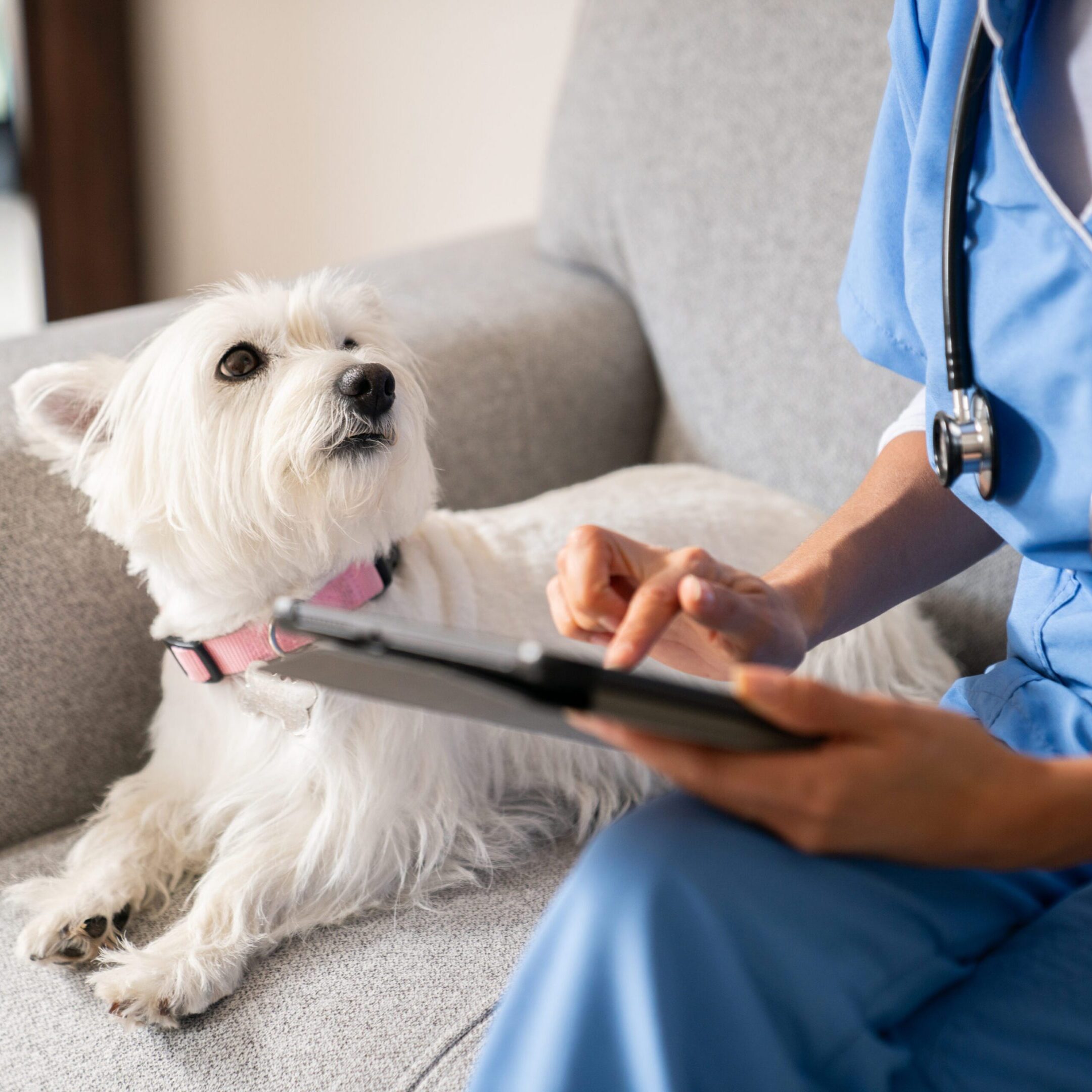 Veterinarian consulting with white dog on couch
