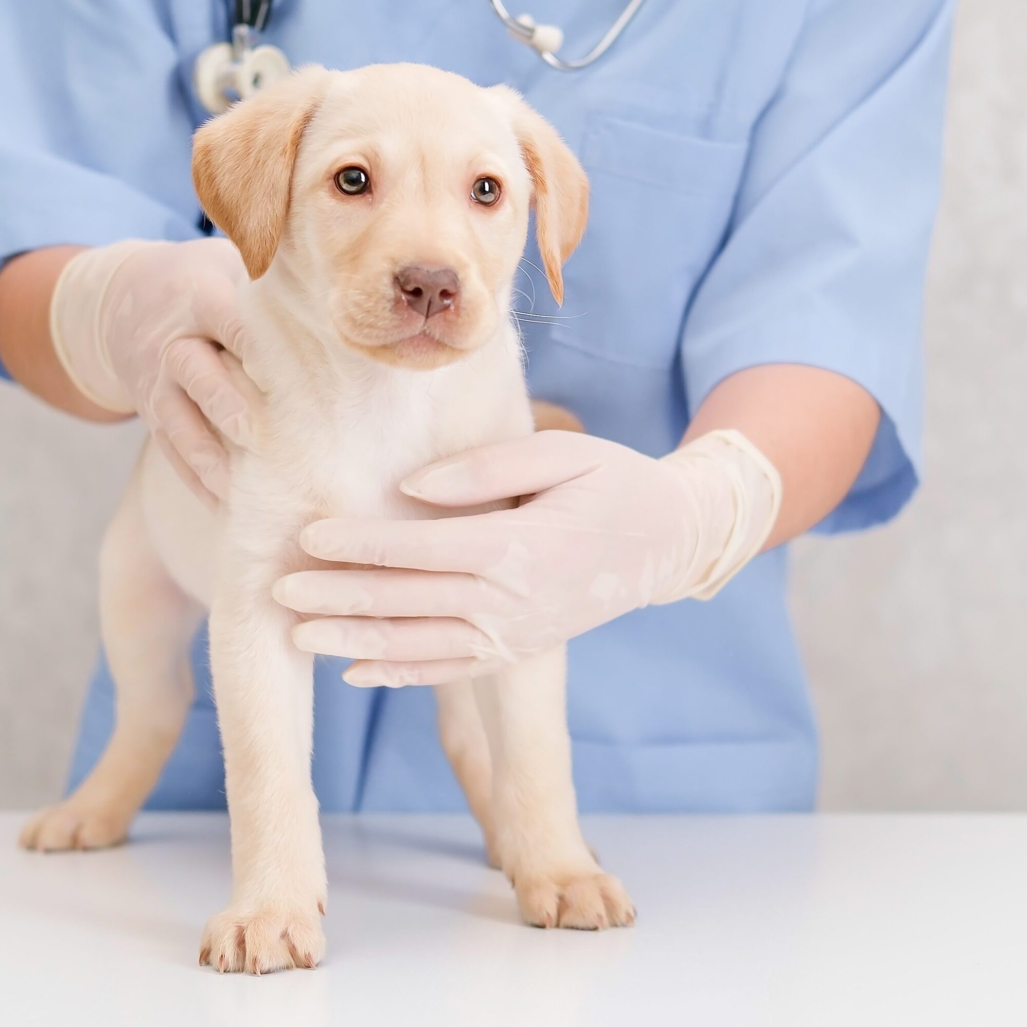 Puppy being checked by vet